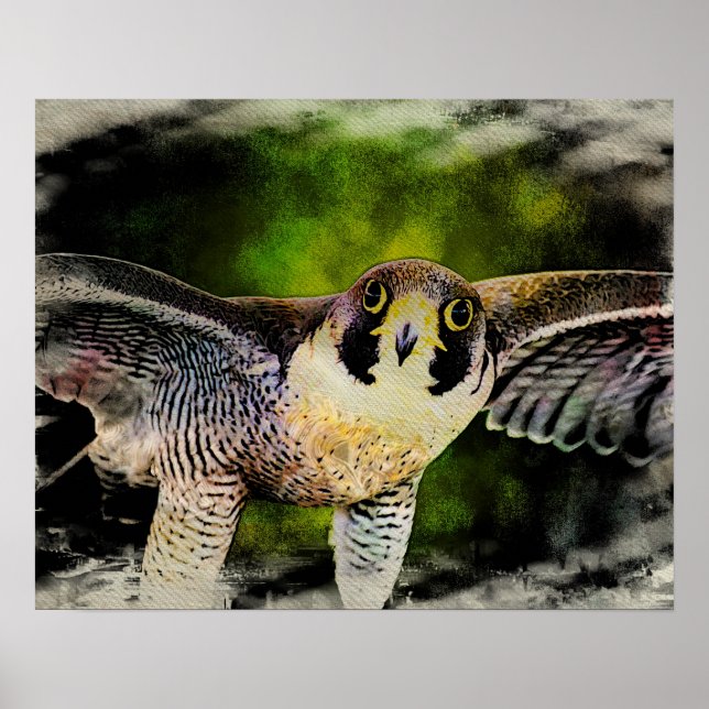 Poster Peregrine Falcon (Frente)
