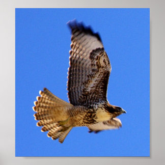 Poster Peregrine Falcon