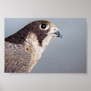 Póster Peregrine Falcon
