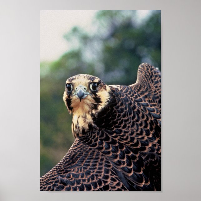 Póster Peregrine Falcon (Frente)