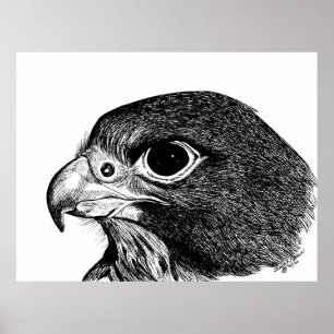 Poster Peregrine Falcon