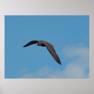 Póster Peregrine Falcon