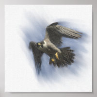 Peregrine Falcon em Voo