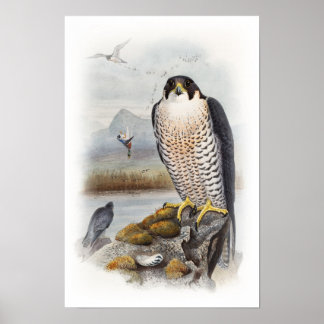 Poster Peregrine Falcon John Gould Aves da Grã-Bretanha E