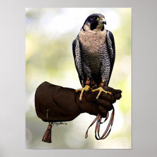 Poster Peregrine Falcon on Glove