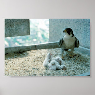 Póster Peregrine Falcon Pintinhos, Mulher