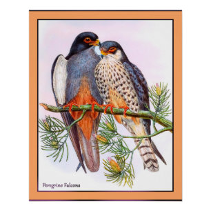Póster Peregrine Falcons