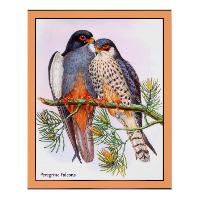 Póster Peregrine Falcons (Frente)