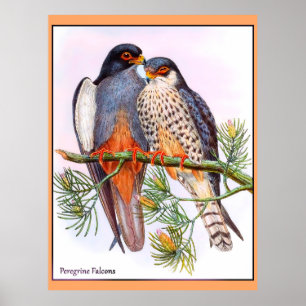 Poster Peregrine Falcons