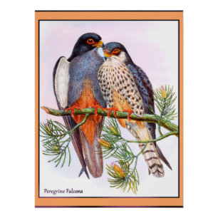 Póster Peregrine Falcons