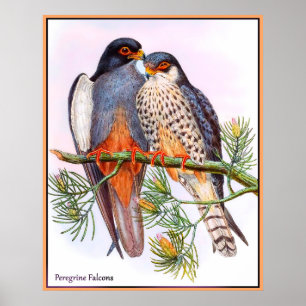 Poster Peregrine Falcons