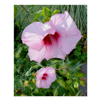 Póster Perfeito da Flor de Hibiscus Giant Comestível