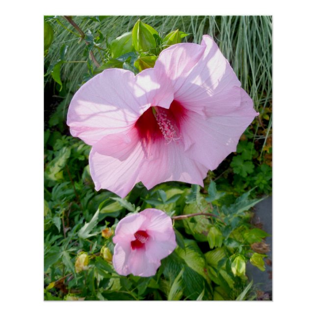 Póster Perfeito da Flor de Hibiscus Giant Comestível (Frente)