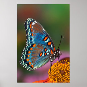Poster Perfil da borboleta em uma flor