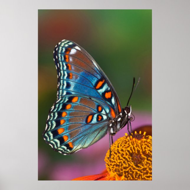 Poster Perfil da borboleta sobre uma flor (Frente)