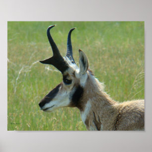 Poster Perfil da Cabeça do Grande Antílope Bighorn A47