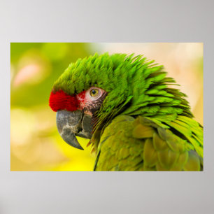 Póster Perfil de arara no Zoológico de Santa Barbara