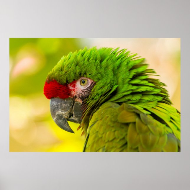 Póster Perfil de arara no Zoológico de Santa Barbara (Frente)