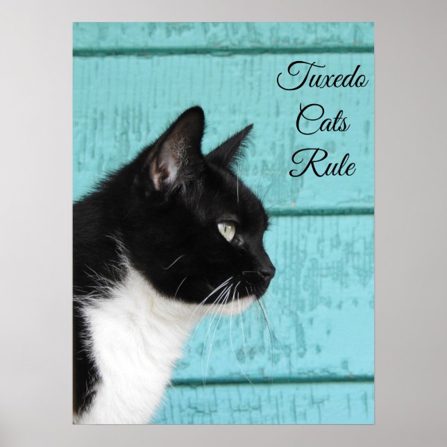 Poster Perfil de Cat Tuxedo em Teal (Frente)