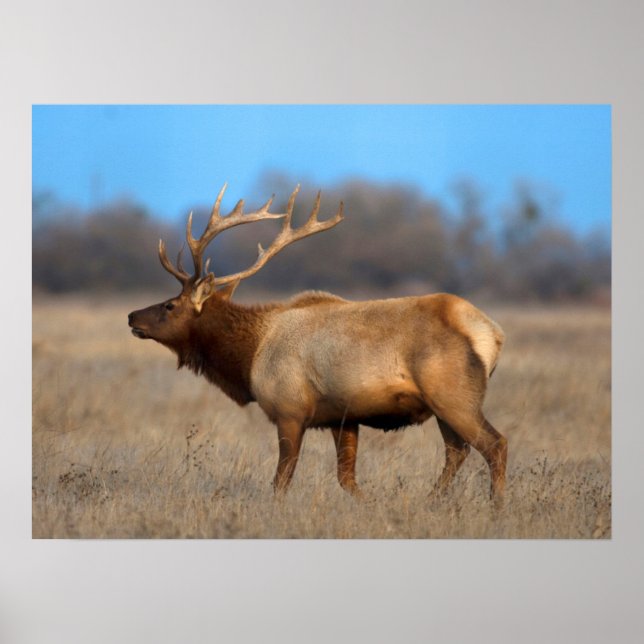 Poster Perfil de Elk no outono (Frente)