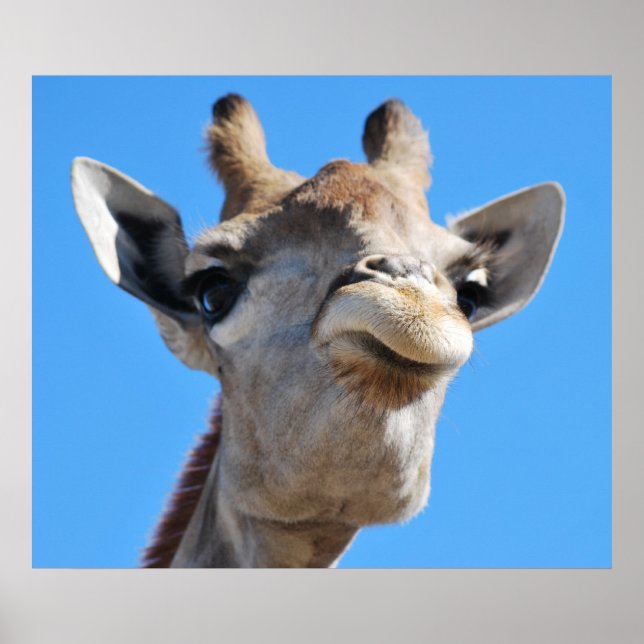 Póster Perfil de fotografia de Giraffe (Frente)