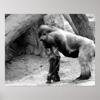 Poster Perfil de gorila masculina em preto e branco