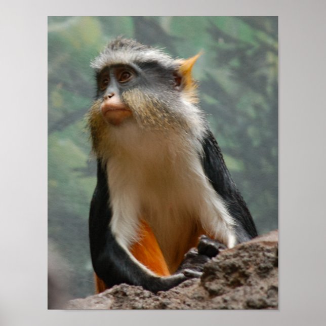 Poster Perfil de Retrato de Macaco Bonito (Frente)