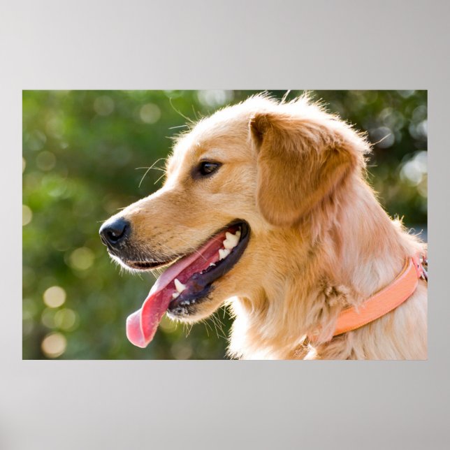 Poster Perfil De Retriever De ouro Com A Saída Da Língua (Frente)