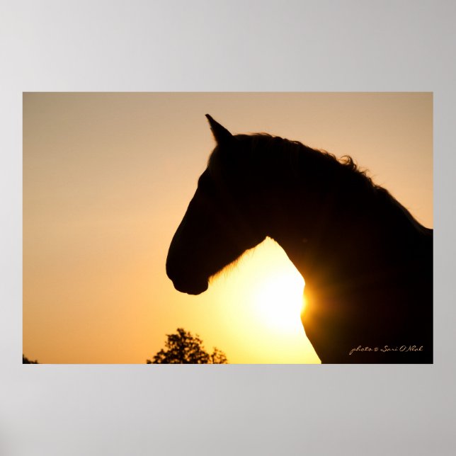 Poster Perfil de um Cavalo belga (Frente)