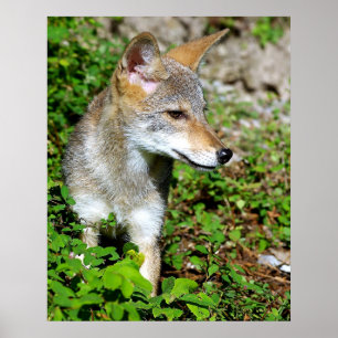 Póster Perfil de um filhote de cachorro do chacal