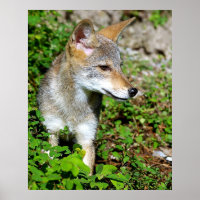 Perfil de um Pup Coyote