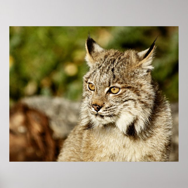 Poster Perfil de uma Lynx canadense (Frente)