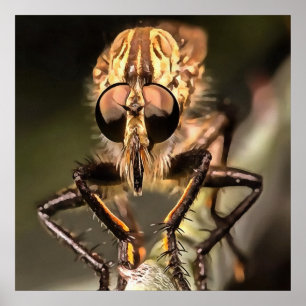 Poster Perfil de Voo Robusta Asildae Artístico Fechado