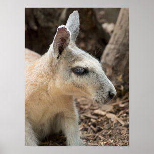 Póster Perfil de Wallaby