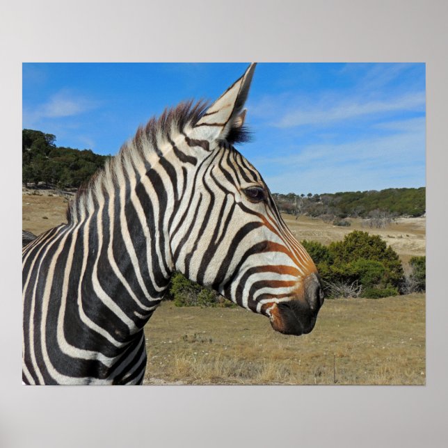Póster Perfil de Zebra Montanha de Hartmann em Fossil Rim (Frente)