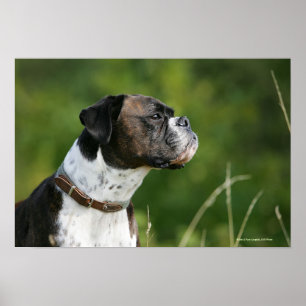 Poster Perfil do cão do pugilista