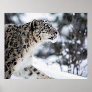 Póster Perfil do Leopardo da Neve