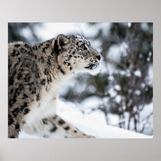 Póster Perfil do Leopardo da Neve (Frente)