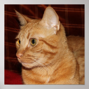 Poster Perfil do rosto do gato de mesa laranja