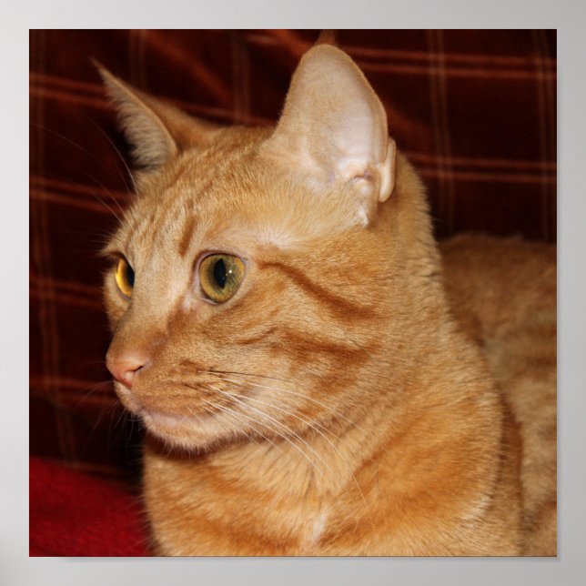 Poster Perfil do rosto do gato de mesa laranja (Frente)