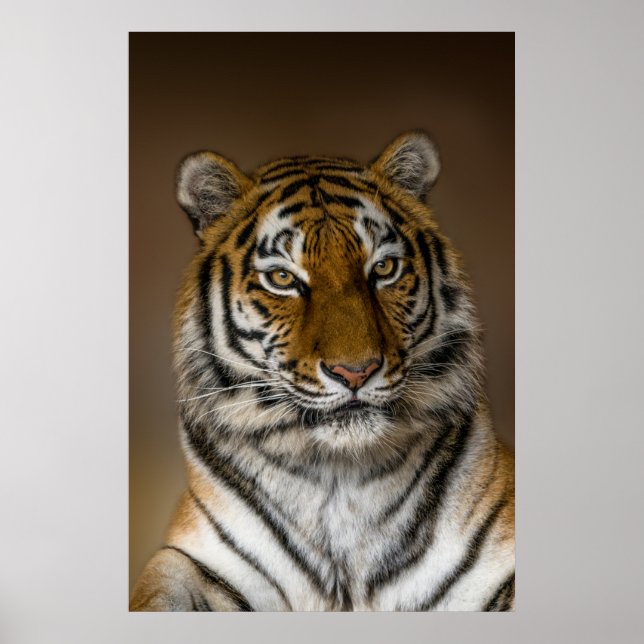 Poster Perfil do Tiger (Frente)