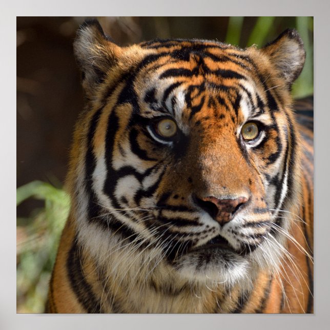 Poster Perfil do Tiger (Frente)