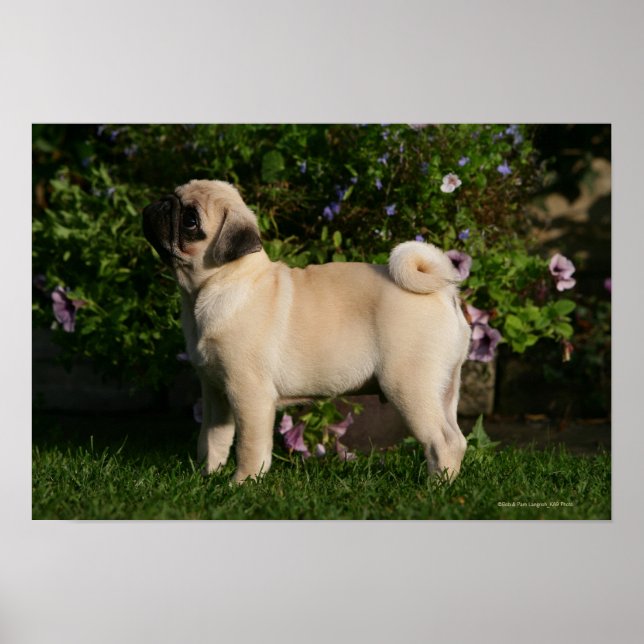 Póster Perfil Fawn Pug (Frente)