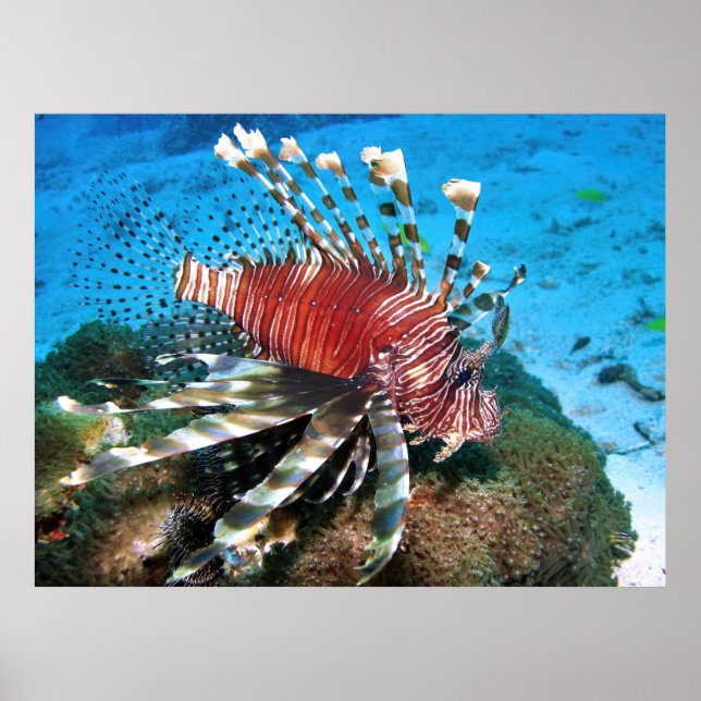Poster Perfil Lionfish (Frente)