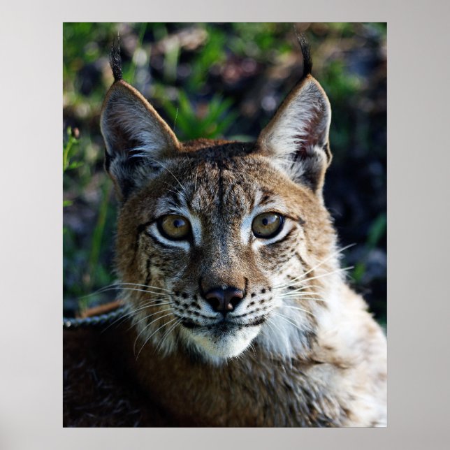 Póster Perfil Siberian Lynx (Frente)