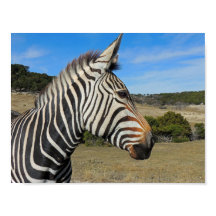 Perfil Zebra de Hartmann em Fossil Rim