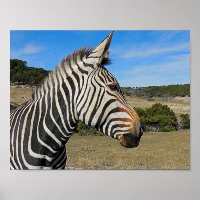 Póster Perfil Zebra de Hartmann em Fossil Rim (Frente)