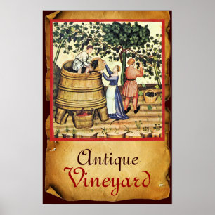 POSTER PERGAMINO DA COLHEITA DE VINHEDO DE UVA ANTIGO