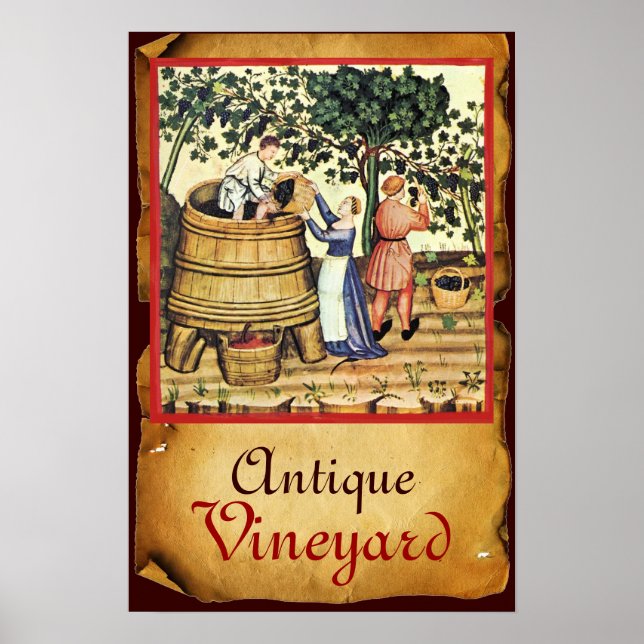 POSTER PERGAMINO DA COLHEITA DE VINHEDO DE UVA ANTIGO (Frente)