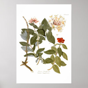 Póster Periclymenum do Lonicera (madressilva)